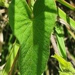 Convolvulus sagittatus Leaf