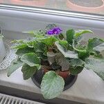 Saintpaulia ionantha Hoja