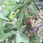 Heteromorpha arborescens Leaf