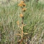 Kalanchoe lanceolata ᱮᱴᱟᱜ