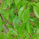 Handroanthus heptaphyllus Folha