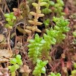 Sedum anglicumFolha