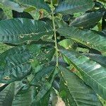 Trichilia emeticaLeaf