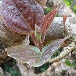 Ficus auriculata Folha