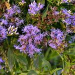 Chromolaena laevigata Flor