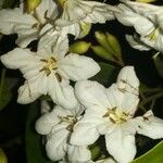 Cordia megalantha Flower