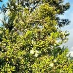 Luma apiculata অভ্যাস