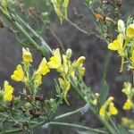 Linaria genistifoliaFleur