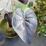 Colocasia esculenta List