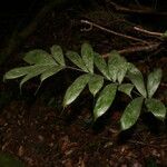 Bactris gastoniana Hoja