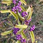 Callicarpa americana Fruit