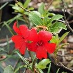 Rhododendron wilkiei Flower