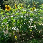 Helianthus annuus 整株植物