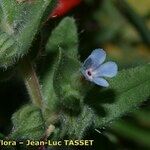 Nonea micrantha Flower