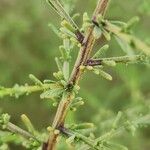 Artemisia scoparia Escorça