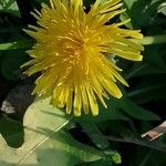 Taraxacum mattmarkense Flower