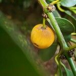 Garcinia cochinchinensis ഫലം