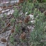 Lavandula pedunculata Blatt