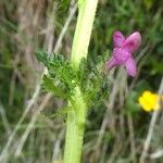 Pedicularis mixta Bark