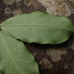 Cremaspora triflora Leaf