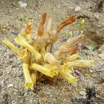 Orobanche fasciculata Flor