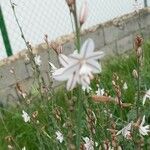 Asphodelus fistulosus Blomma