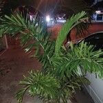 Caryota mitisЛист