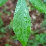 Vaccinium stamineum Leaf