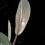 Humiria balsamifera बार्क (छाल)