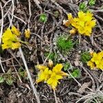 Draba aizoides Elinympäristö