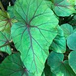 Begonia handelii Folha