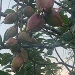 Barringtonia racemosa Fruitua