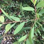 Callistemon citrinus Leaf