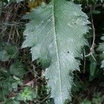 Carduus personata Leaf