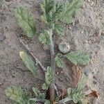 Neurada procumbens Leaf