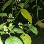 Solanum americanum Fruit