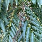 Pistacia chinensis Λουλούδι