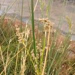 Juncus acutus Хабит