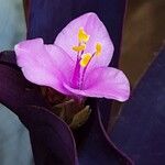 Tradescantia pallida Květ