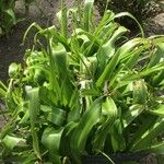 Crinum moorei Blad