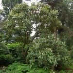 Rhododendron coriaceum Habit