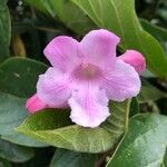 Delostoma integrifolium Flower