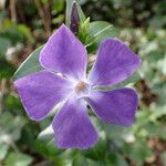 Vinca major Blüte