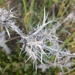 Scolymus maculatus Folha