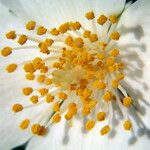 Philadelphus lewisii Flower