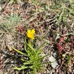 Senecio inaequidensBlomst