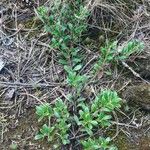 Arctostaphylos uva-ursi Frunză