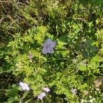 Barleria obtusa Leht