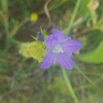 Triodanis perfoliata Flor