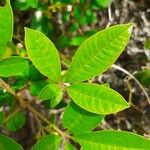 Vitex megapotamica Foglia